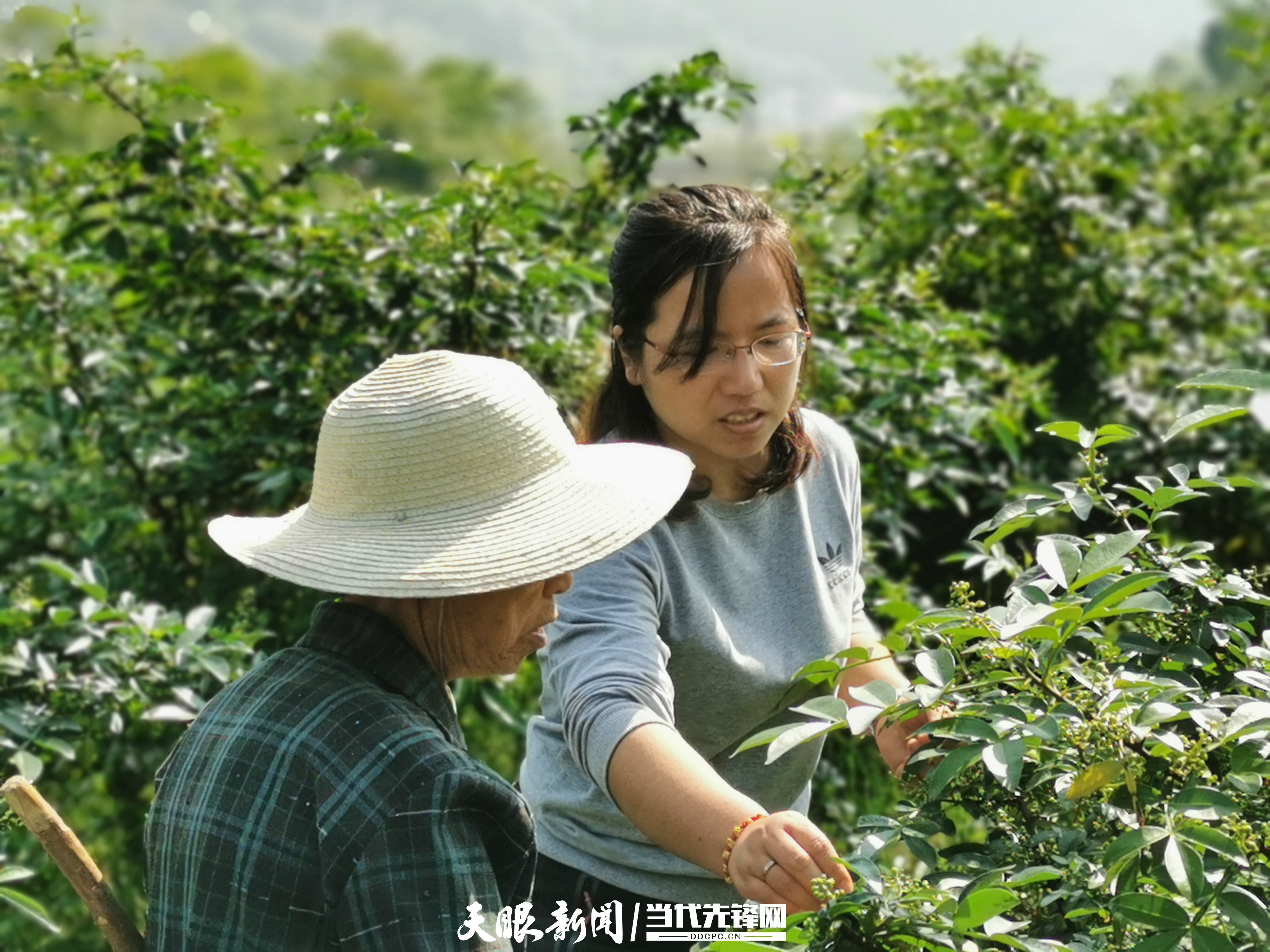 1677749690550479.jpg 指导花椒修剪.jpg